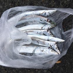 太刀魚の爆釣終了？